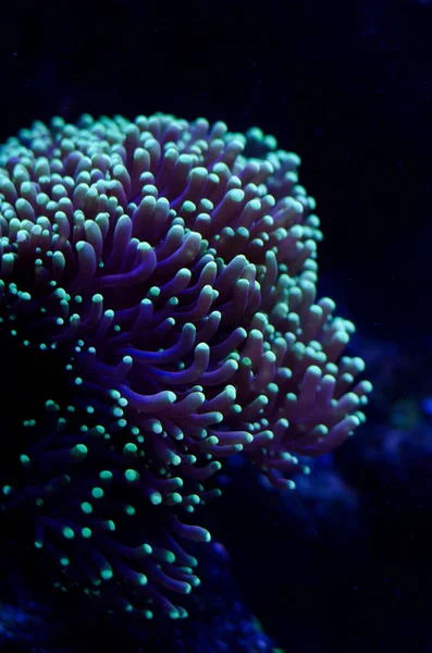 Deniz anemone akvaryum koyu mavi su. Tropikal deniz yaşamı arka plan. — Stok fotoğraf