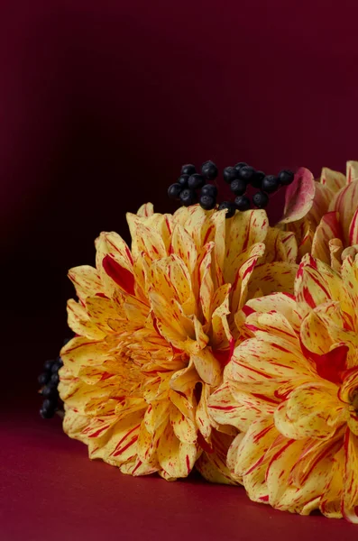 Parlak sarı dahlias üstünde koyu mor arka plan karşı bir defter. Sonbahar, Güz romantik kavramı. — Stok fotoğraf