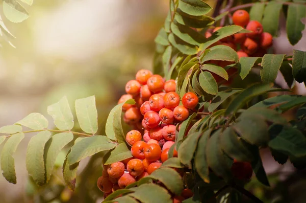 Bayas Rowan rojas en una rama. Ceniza de montaña madura en árbol otoñal. Fondo estacional de otoño . — Foto de Stock