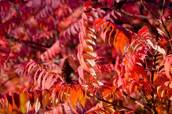 Herbstbaum mit großen leuchtend roten Blättern. — Stockfoto