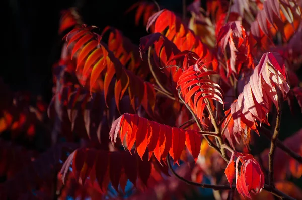 Herbstbaum mit großen hellen Blättern. — Stockfoto