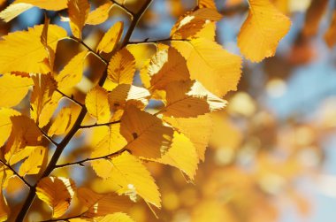 Parlak sarı sonbahar yaprakları altında güneş ışığı. Sonbahar Mevsimlik arka plan