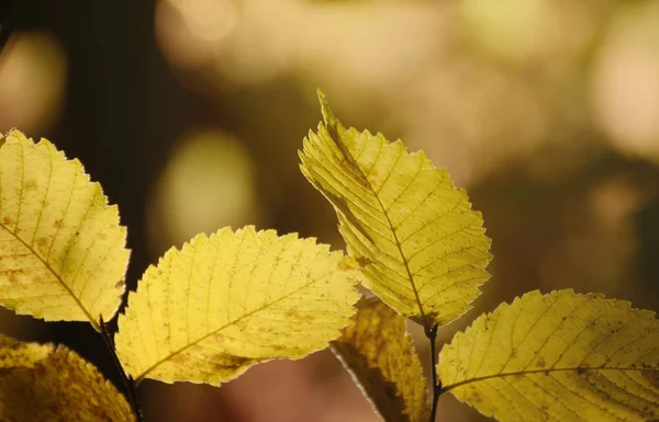 Hojas de otoño de color amarillo brillante bajo la luz solar. Fondo estacional de otoño —  Fotos de Stock