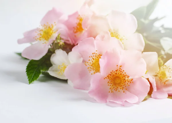 Vackra doge rosa blommor på vit bakgrund. — Stockfoto