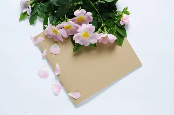 Belles fleurs doge rose sur un fond blanc . — Photo