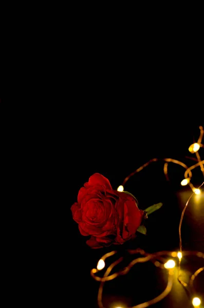 Röda rosor i mörkret. — Stockfoto