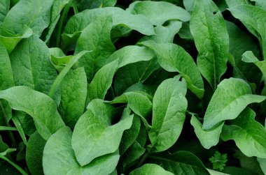 Taze yeşil yaprakları arka plan, soyut yaz doğal arka plan