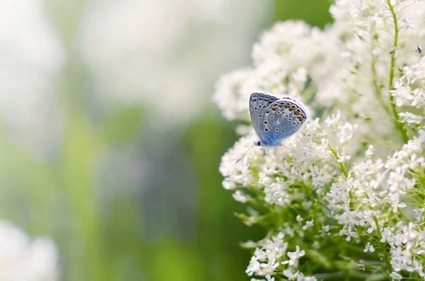 Borboleta azul pequena bonita, Polyommatus icarus, em um prado selvagem. Fundo romântico da temporada de verão com efeito de filtro violeta — Fotografia de Stock