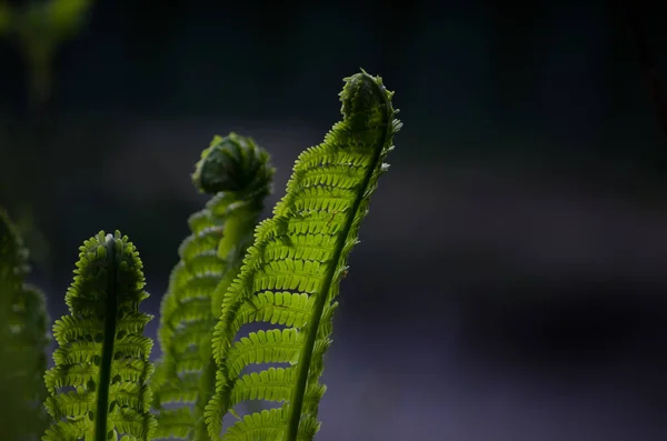 Spruiten van varens. Zomer groen gebladerte. Zomer seizoensgebonden achtergrond. — Stockfoto