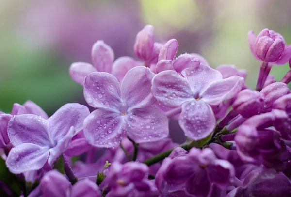 Закройте снимок ярко-фиолетовыми цветками лилака. Абстрактный романтический цветочный фон . — стоковое фото