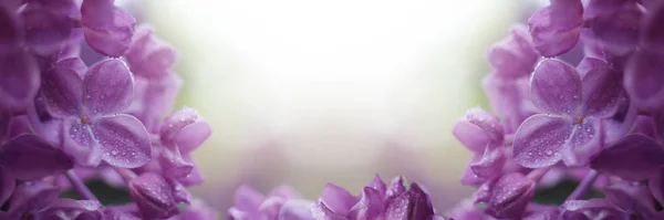 Fantasía Frontera floral con hermosa lila púrpura floreciendo en el día soleado. Banner romántico con flores y fondo bokeh —  Fotos de Stock