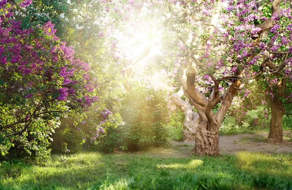 Hermoso paisaje con viejo árbol lila floreciendo en el jardín. Lila bajo los rayos del sol — Foto de Stock