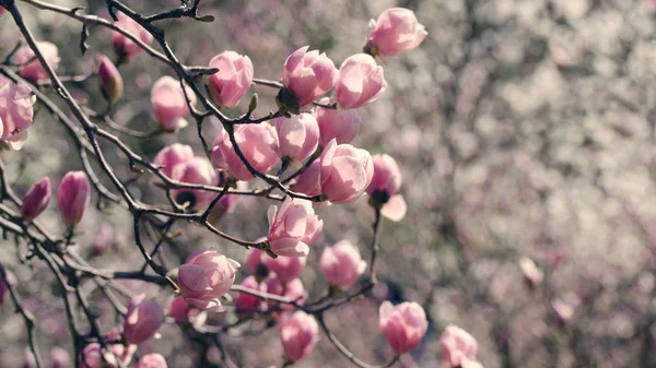 De beaux magnolias fleurissent au printemps. Magnolia lumineux fleur contre ciel bleu. Fond floral romantique — Photo