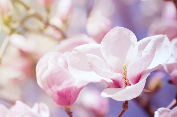 Bela árvore de magnólia floresce na primavera. Flor de magnólia brilhante contra o céu azul. Cenário floral romântico — Fotografia de Stock