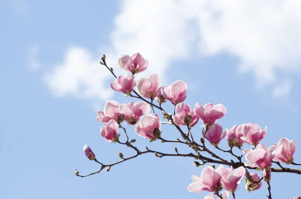 Wunderschöne Magnolienblüten im Frühling. Jentle rosa Magnolienblüte vor blauem Himmel. romantische Blütenkulisse — Stockfoto