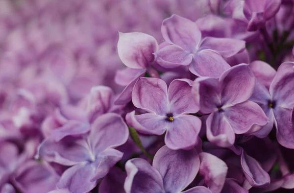 Close-up foto van heldere Violette lila bloemen. Abstracte romantische florale achtergrond. Rechtenvrije Stockfoto's