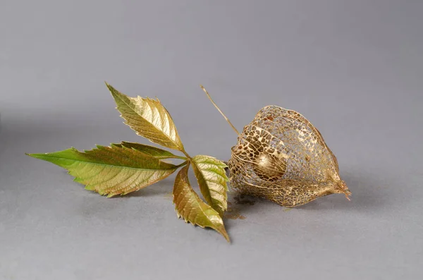 Macro foto do esqueleto de physalis pintado em ouro . — Fotografia de Stock