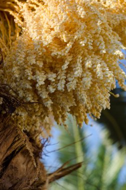 Güzel hurma çiçeği. Yaz tropikal arka plan