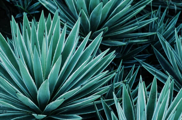 Agav bitkiler, avuç içi ve succulents tropikal bahçe.