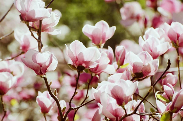 Bela árvore de magnólia floresce na primavera. Flor de magnólia brilhante contra o céu azul. Cenário floral romântico — Fotografia de Stock