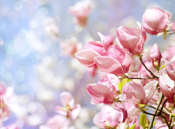 Drzewo magnolia piękne kwiaty wiosną. Jasne magnolia kwiat przeciw błękitne niebo. Romantyczny kwiatowy tło — Zdjęcie stockowe