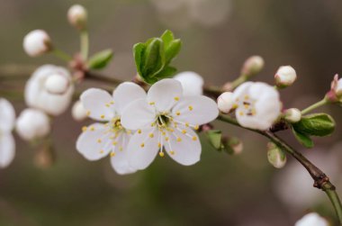 Kiraz ağacı çiçeği. Beyaz bahar çiçekleri yakın çekim. Yumuşak odak bahar Mevsimlik arka plan.