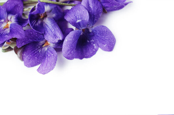 Purple Violet Viola Flower against white background with space for text.