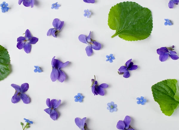 Vzorek Bright Purple Violet Viola Květiny Proti Bílému Pozadí Pohled — Stock fotografie