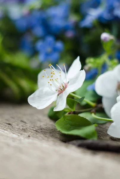 Close-up van apple tree flower op een houten oppervlak. Zachte gerichte romantische sjabloon — Stockfoto