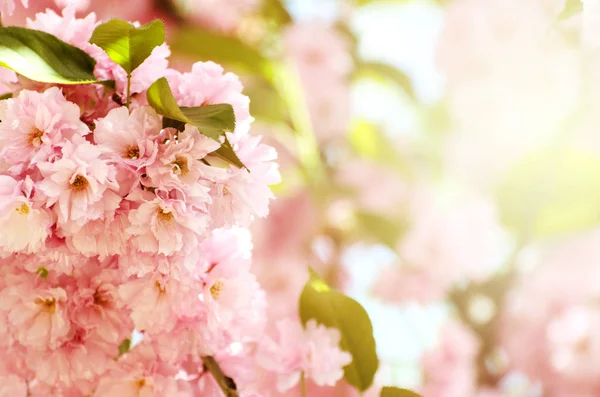 Romantik düğün ya da hediye kartı arka plan sakura çiçekleri bir bahar ile. Güzel yumuşak pembe çiçekler güneş ışığı altında — Stok fotoğraf