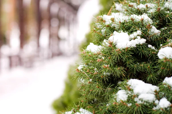 Evergreen thuja close-up cresce em pérgula. Parque horário de inverno . — Fotografia de Stock