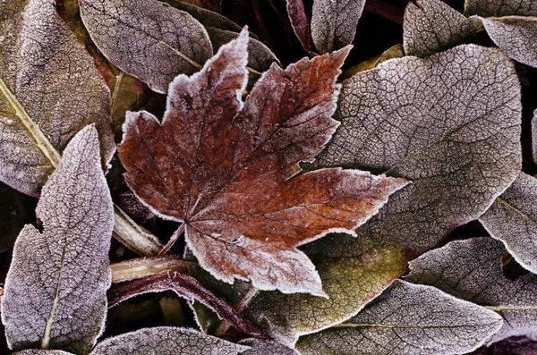 Сухие осенние листья. Зимний природный фон — стоковое фото