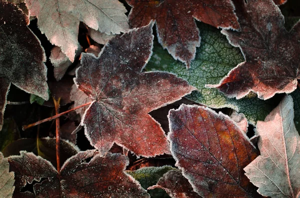 Frostad torra höstlöv. Lönnlöv omfattas av tidig morgon frost — Stockfoto