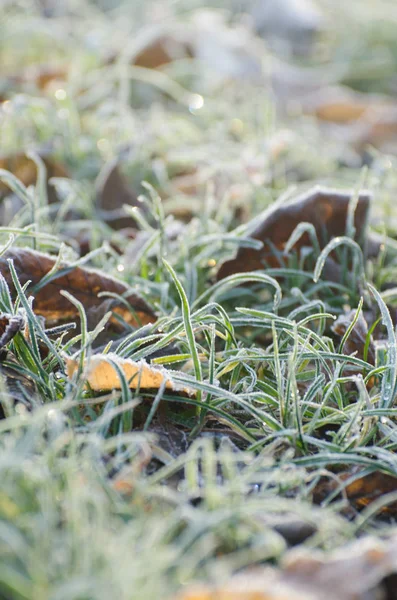 Automne herbe verte gelée contre le lever du soleil du matin . — Photo