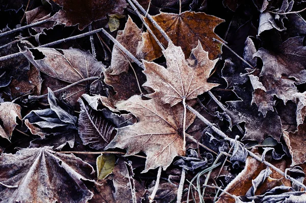 Frostad torra höstlöv. Tidig vinter natur bakgrund. — Stockfoto