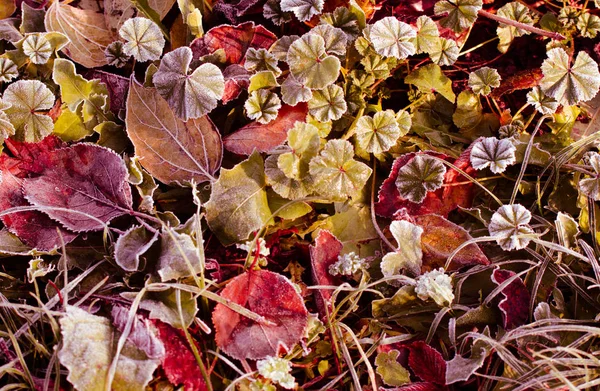 Feuilles d'automne sèches givrées. Au début de l'hiver nature fond . — Photo