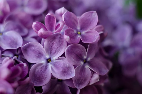 Primer plano de la imagen de las flores de color lila violeta brillante. Fondo floral romántico abstracto . — Foto de Stock