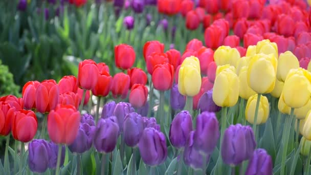 Tulipanes rojos balanceándose del viento de primavera . — Vídeos de Stock