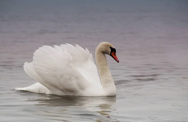 Bonito pássaro cisnes elegante branco em um rio de inverno nebuloso . — Fotografia de Stock