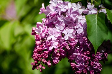 Bahar bahçe Mayıs ayında çiçek açan canlı mor Lila. Bahar duvar kağıdı.