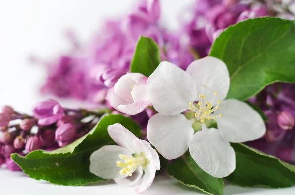 Krásný jarní tapeta s meruněk a kvetoucí šeřík. Detail fotografie z jarních květů. — Stock fotografie