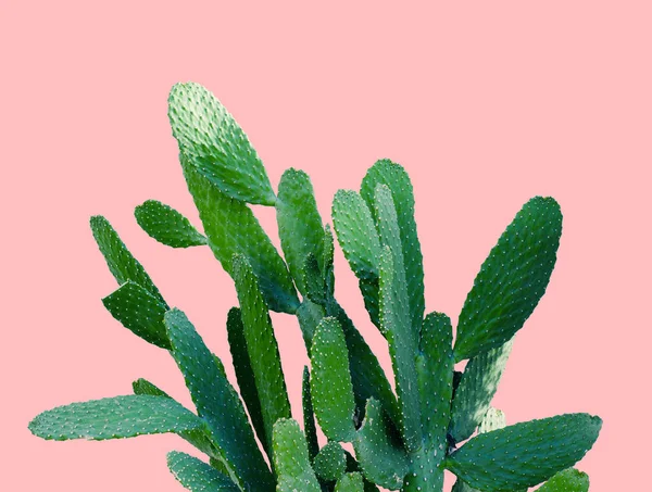 Opuntia cactus. Creative layout. Minimal style still life. — Stock Photo, Image