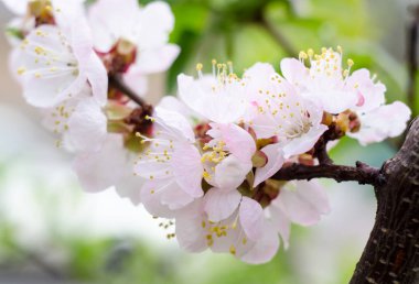 Bahçede çiçek açan kayısı. Güzel bahar Mevsimlik arka plan tebrik kartı, düğün davetiyesi, web için iyi.