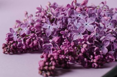 Mor bir arka plan üzerinde mor Lila şube.