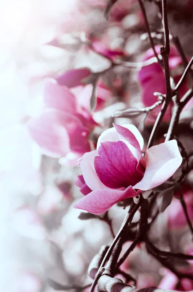 Bela árvore de magnólia floresce na primavera. Jentle magnólia flor contra a luz do pôr do sol . — Fotografia de Stock