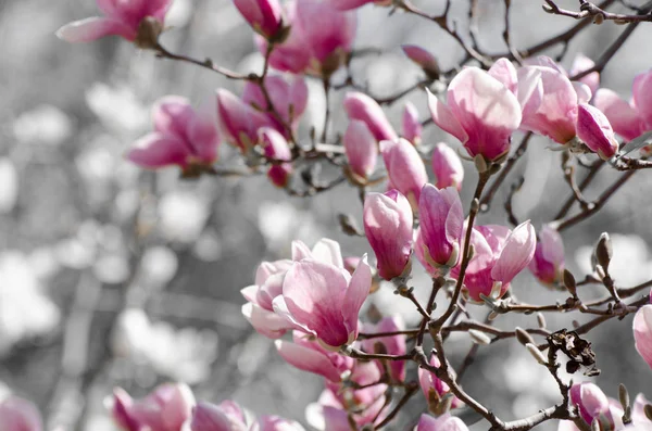 Smukke magnolia træ blomstrer om foråret. Jentle magnolia blomst mod solnedgang lys . - Stock-foto