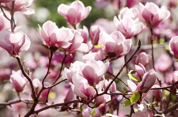 Όμορφη magnolia δέντρο άνθη την άνοιξη. Jentle magnolia λουλούδι κατά το φως του ηλιοβασιλέματος. — Φωτογραφία Αρχείου