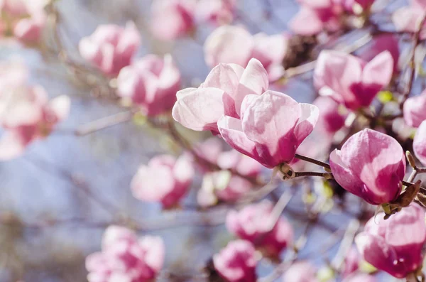 Όμορφη magnolia δέντρο άνθη την άνοιξη. Jentle magnolia λουλούδι κατά το φως του ηλιοβασιλέματος. — Φωτογραφία Αρχείου