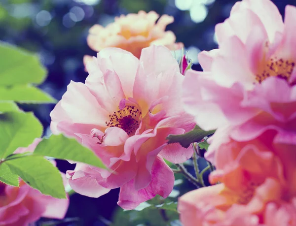 Rosa bonita rosa contra fundo desfocado. Flor fresca de verão florescendo no jardim. Fundo floral brilhante . — Fotografia de Stock