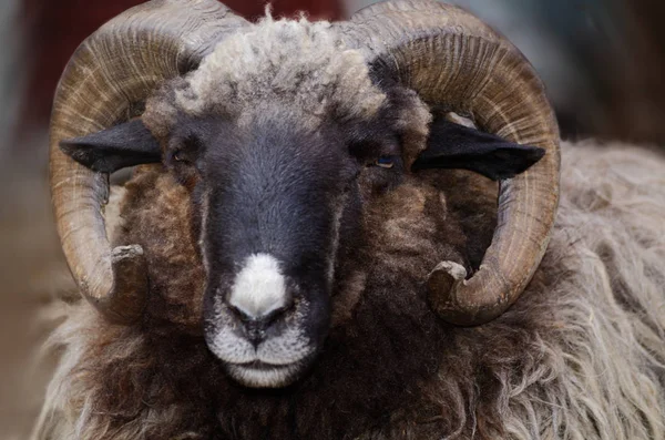 Close up portrait of big fluffy brown sheep with big curlyhorns. — Stock Photo, Image